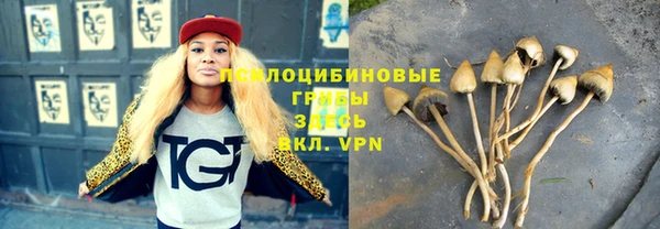 сатива Карпинск