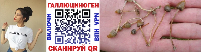 Купить  Гай  Псилоцибиновые грибы мицелий 